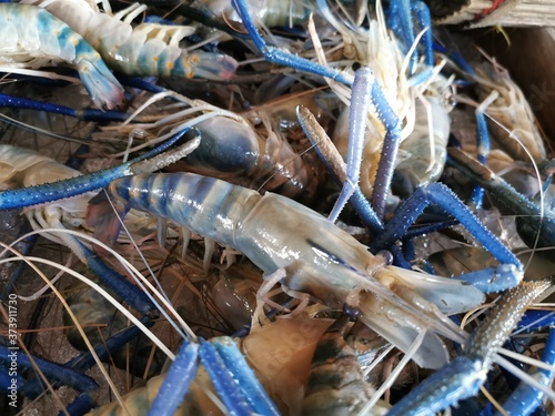 Frozen seafood prawns to maintain their freshness closely, tasty, rich in meat and people like to eat.