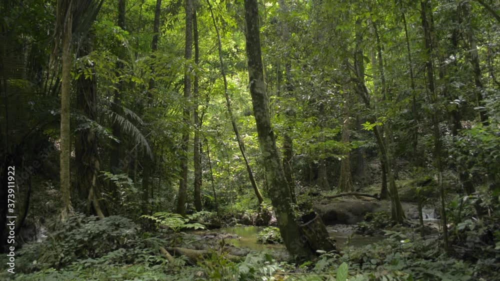 Abundance of tropical forest with lush foliage vegetation under sunlight in the morning. Parallax shot scenery of wetland among green plants in the jungle during summer. Natural conservation. Thailand Abundance of tropical forest with lush foliage vegetation under sunlight in the morning. Parallax shot scenery of wetland among green plants in the jungle during summer. Natural conservation. Thailand