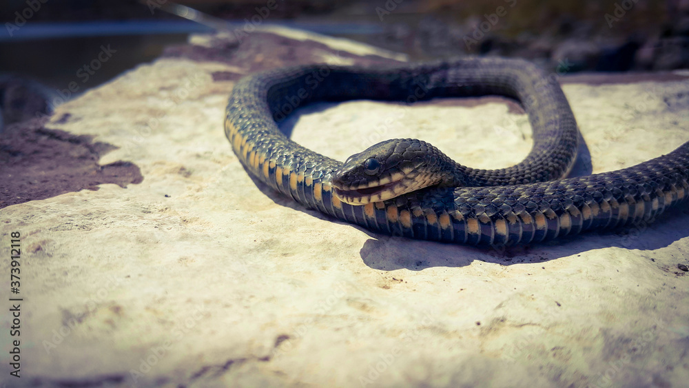 Obraz premium Selective focus on the reptile's head. Common Water Snake (Natrix). The snake Natrix lies on a white stone. Python is black and orange. The Mora snake looks ahead. The concept of wild nature.