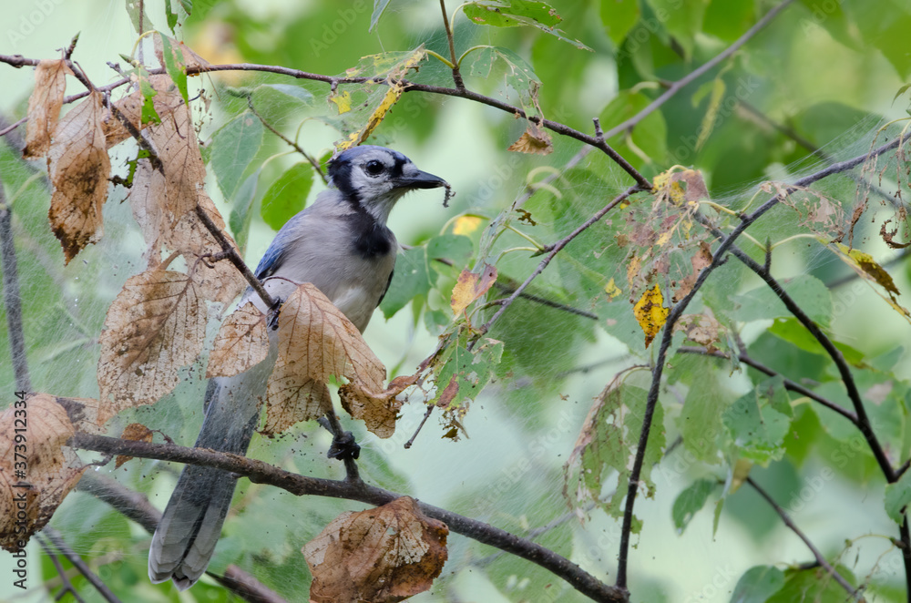 A Blue Jay eating Gypsy Moth caterpillars
