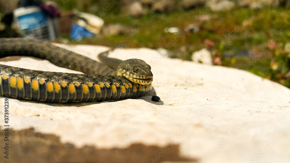 Selective focus on the reptile's head. Common Water Snake (Natrix). The snake Natrix lies on a white stone. Python is black and orange. The Mora snake looks ahead. The concept of wild nature. Selective focus on the reptile's head. Common Water Snake (Natrix). The snake Natrix lies on a white stone. Python is black and orange. The Mora snake looks ahead. The concept of wild nature.