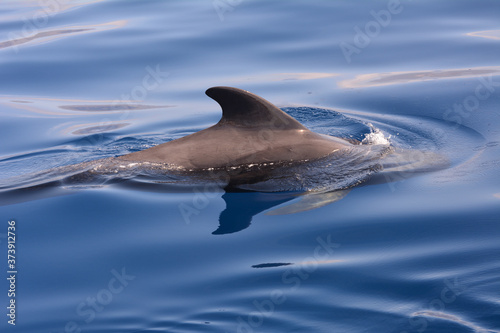 Short finned pilot whale on the surface of the water during a whale watching trip in the south of Tenerife, The Canary Islands, Spain.