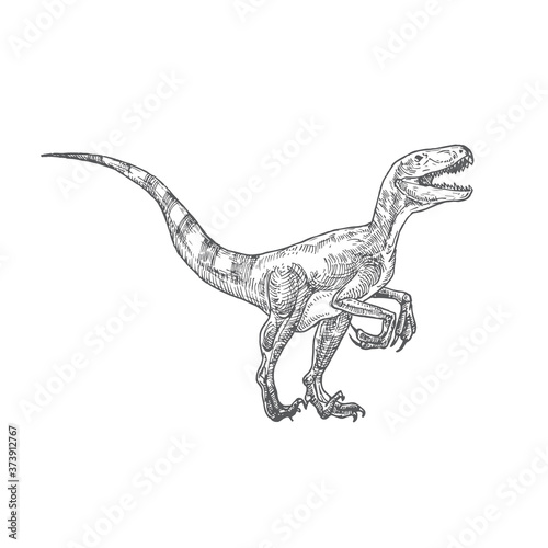 Prehistoric Dinosaur Doodle Vector Illustration. Hand Drawn Velociraptor Reptile Engraving Style Drawing.