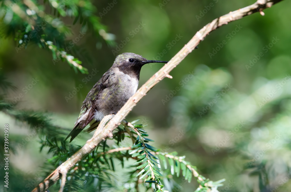 Ruby-throated Hummingbird closeup perched in a tree Ruby-throated Hummingbird closeup perched in a tree