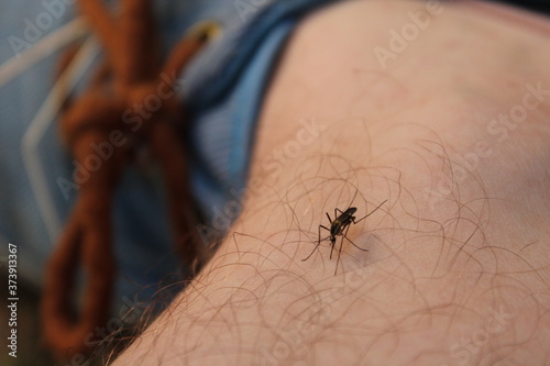 insect on a man photo