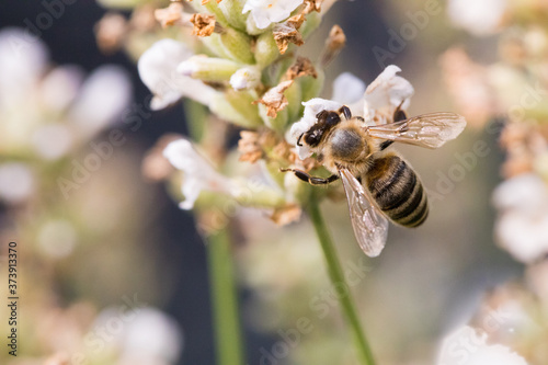 Biene auf Blüte im Sommer