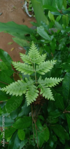 Beautiful green leaf on a plant