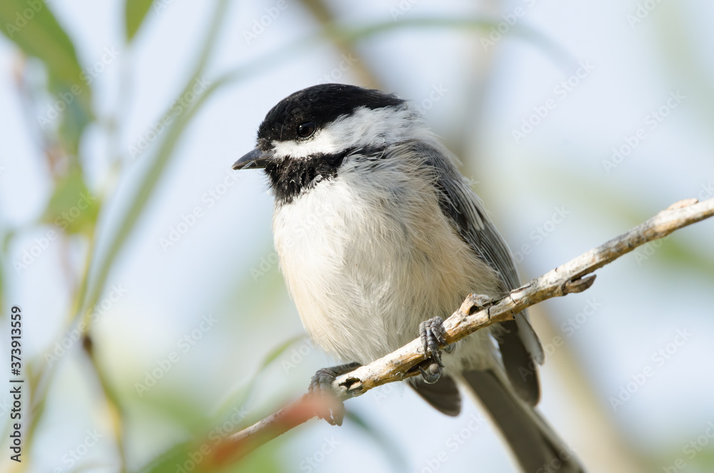Obraz premium Black-capped Chickadee closeup perched on a tree branch
