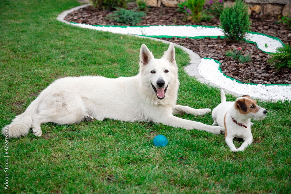 White dogs laying at the ground with new green grass at summer. While swiss shepherd dog White dogs laying at the ground with new green grass at summer. While swiss shepherd dog