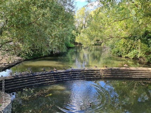 pond in the park