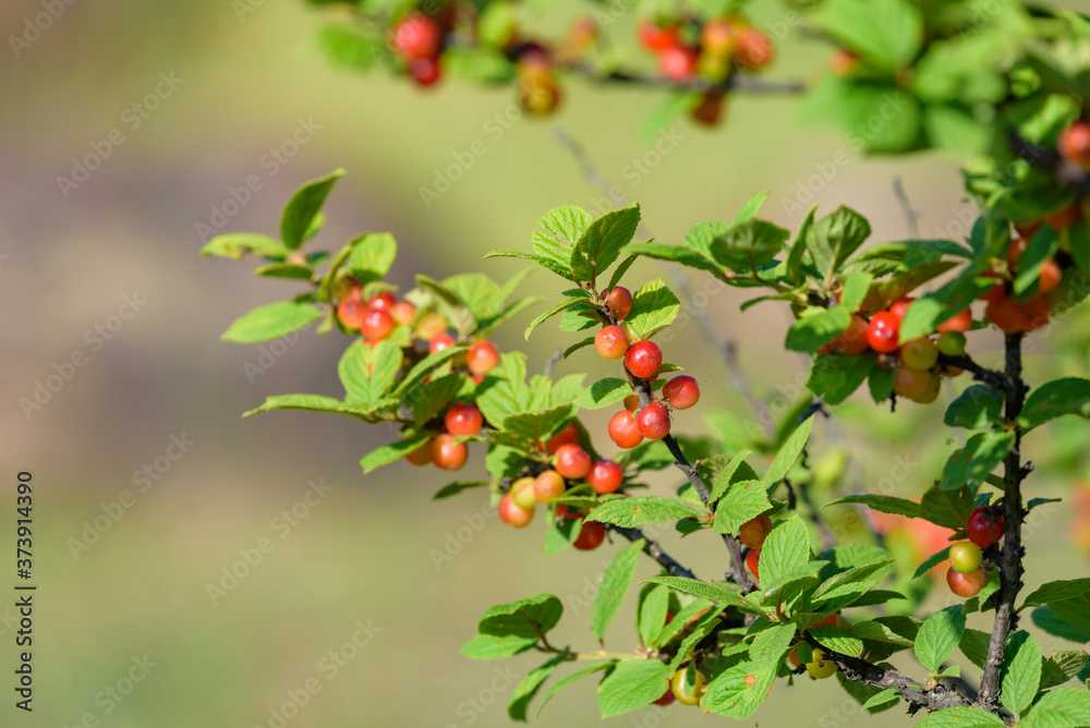 Beginning ripe Nanking cherry fruits, on the branch