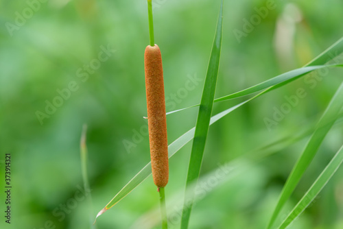 Ears of Southern Cattail, Typha domingensis photo