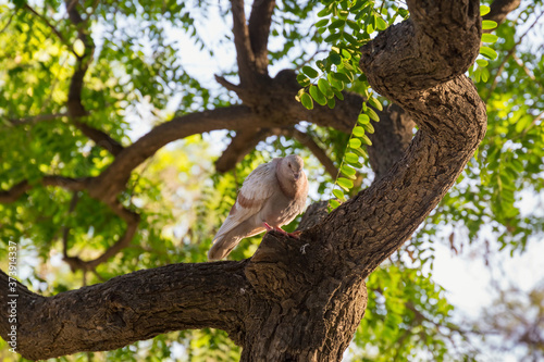 Funny dove sits on a tree surrounded by green foliage.