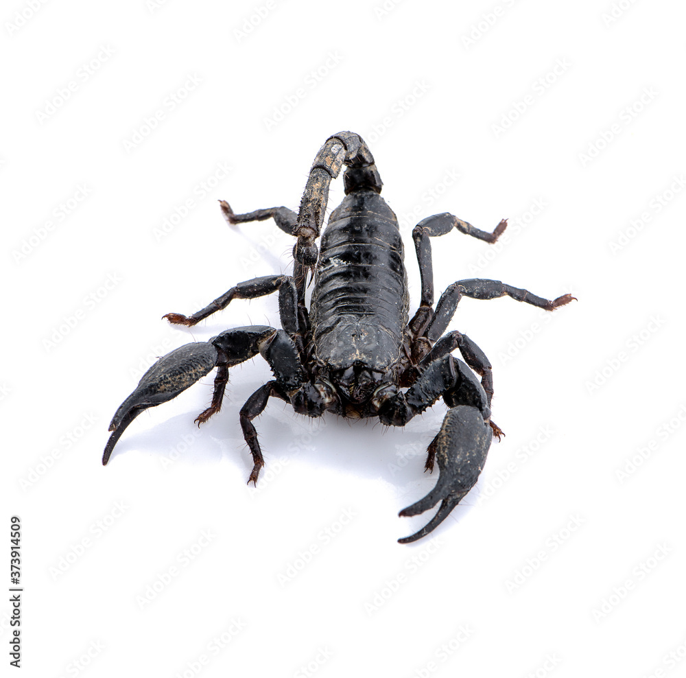 Scorpion isolated on white background Scorpion isolated on white background