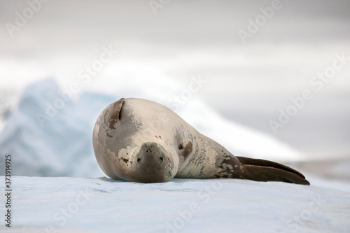 Crabeater seal observing its surroundings from an ice floe off the coast of the antarctic peninsula.
