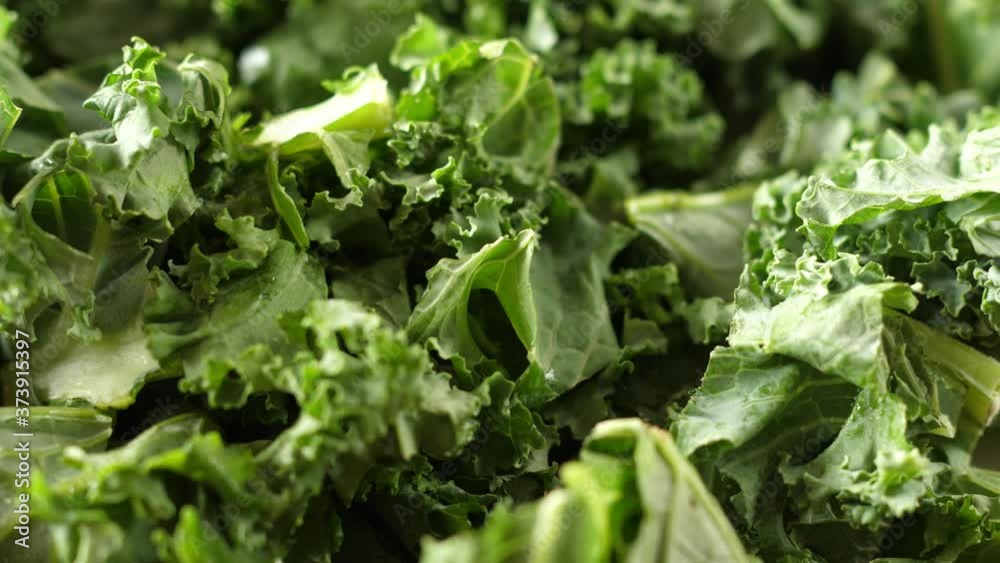 curly kale fresh green leaves rotating turning rund macro closeup curly kale fresh green leaves rotating turning rund macro closeup