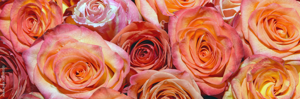 Background of beautiful flowers. Сlose up. Panorama. Background of beautiful flowers. Сlose up. Panorama.