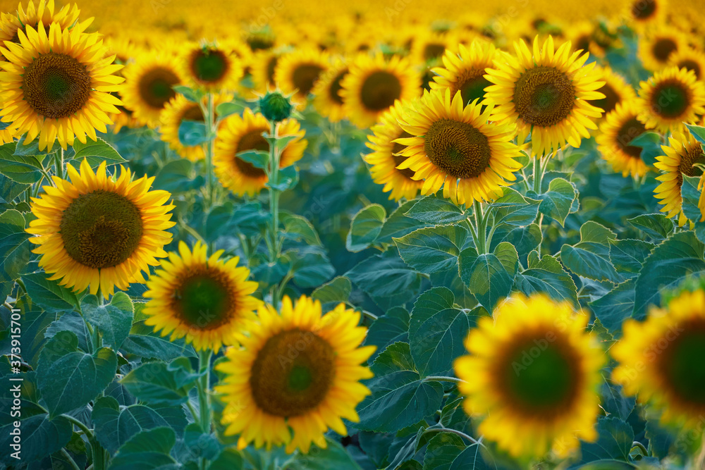 bright sunflower field, a beautiful landscape on a summer day bright sunflower field, a beautiful landscape on a summer day