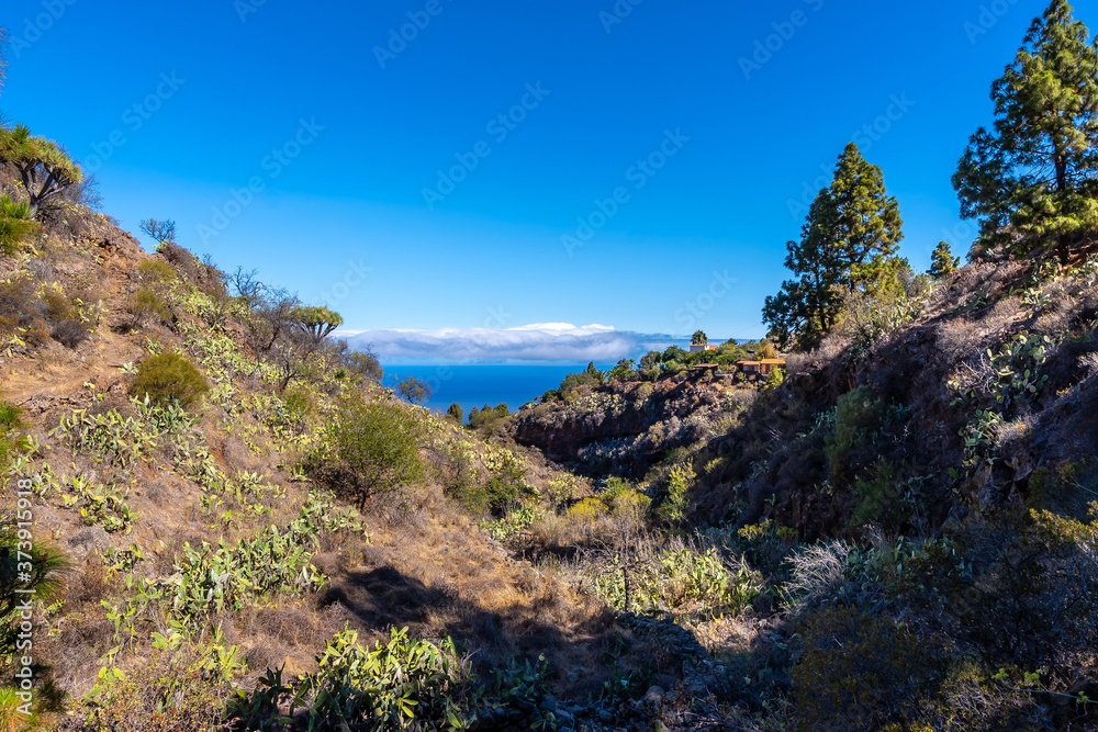 Las tricias trail and its beautiful dragon trees in the town of Garafia in the north of the island of La Palma, Canary Islands Las tricias trail and its beautiful dragon trees in the town of Garafia in the north of the island of La Palma, Canary Islands