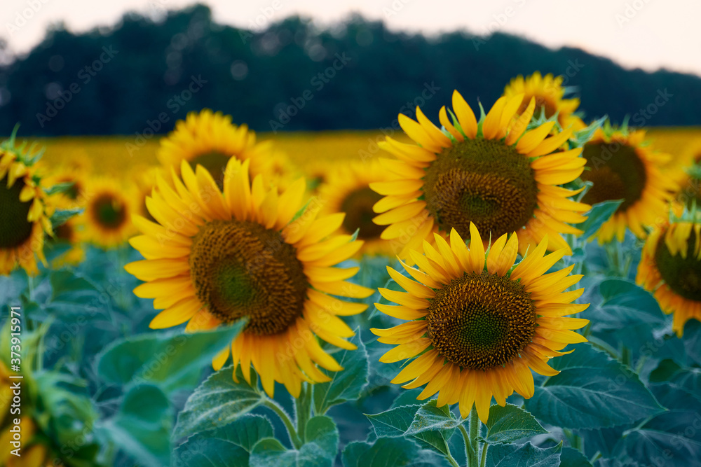 bright sunflower field, a beautiful landscape on a summer day