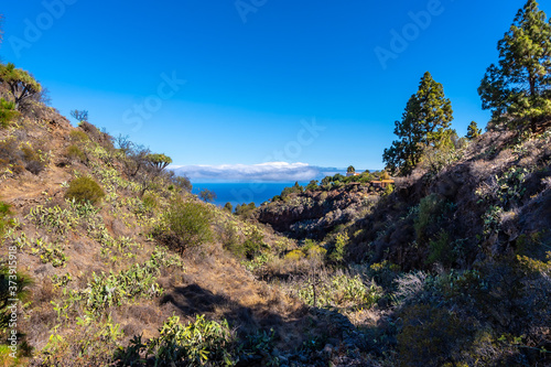 Las tricias trail and its beautiful dragon trees in the town of Garafia in the north of the island of La Palma, Canary Islands