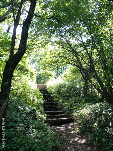 日本の森の中の階段