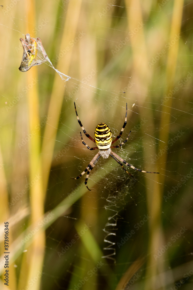 Zebraspinne Zebraspinne