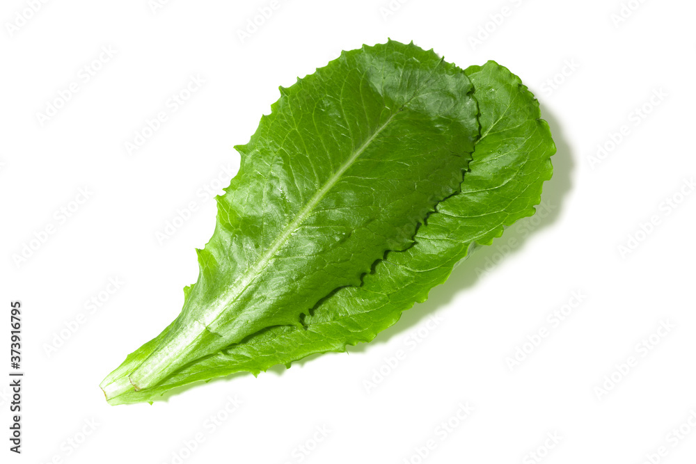 romaine lettuce isolated on white background. romaine lettuce isolated on white background.