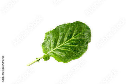 collard/kale isolated on white background.