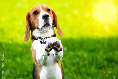 Portrait of a serious dog of the beagle breed, performs commands on the green grass. Funny hunting foxhound in the park
