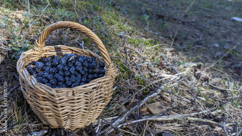 Obraz na płótnie photo of blueberries in a basket at the forest edge on a summer day. gifts of the forest. harvesting berries w salonie