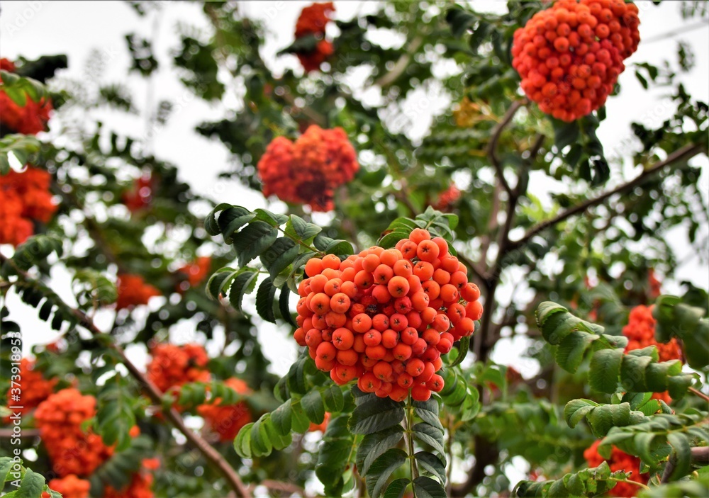 red berries on a branch red berries on a branch