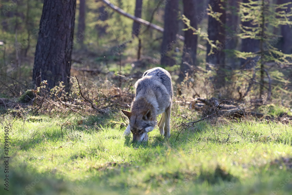 Czechoslovakian wolfdog in the forrest Czechoslovakian wolfdog in the forrest