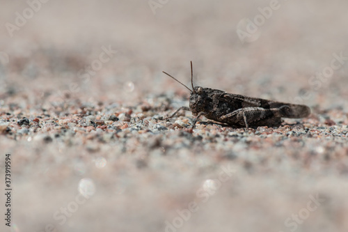 Grey grasshopper sitting on the sand at sunny day macro insect photography © Serhii