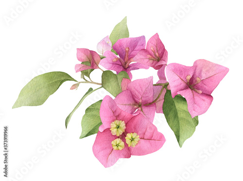 Fotomurale A pink bougainvillaea arrangement hand painted in watercolor isolated on a white background