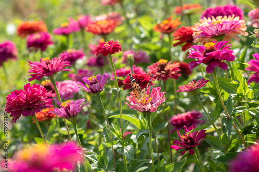 Obraz premium Nice summer field flowers at sunny day nature weather
