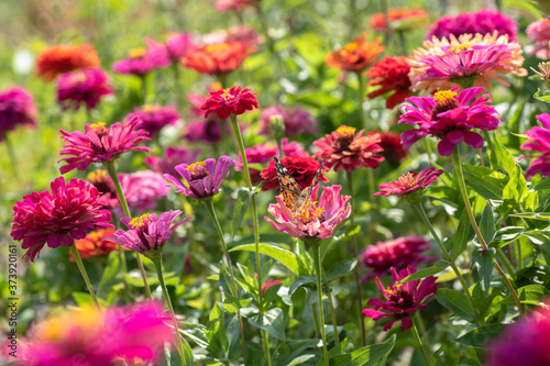 Nice summer field flowers at sunny day nature weather