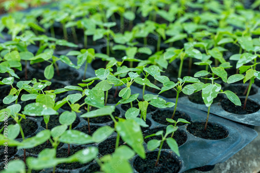 Close up, papaya seedlings on the vegetable tray, small green seedling in the greenhouse Close up, papaya seedlings on the vegetable tray, small green seedling in the greenhouse