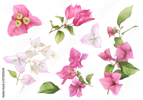 Tableau sur toile A pink bougainvillaea set hand painted in watercolor isolated on a white background