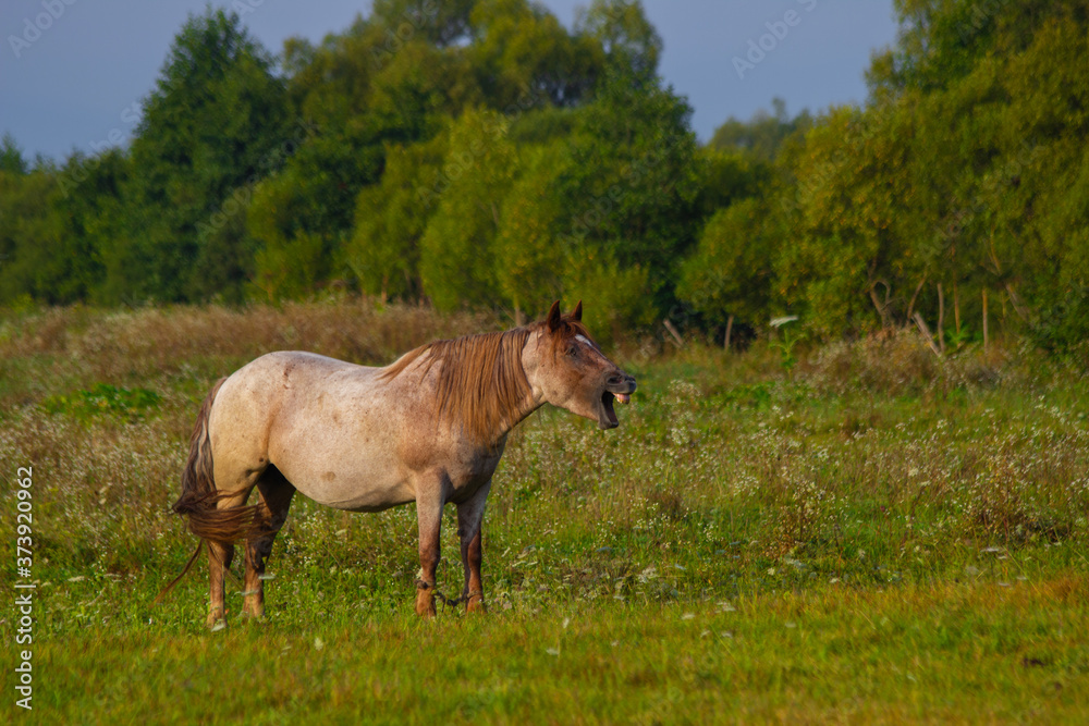 Fototapeta premium the horse is standing in the clearing