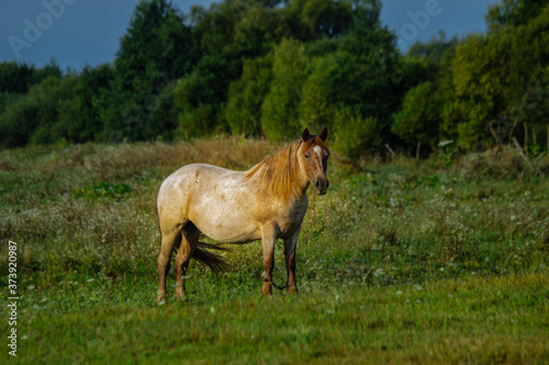 the horse is standing in the clearing