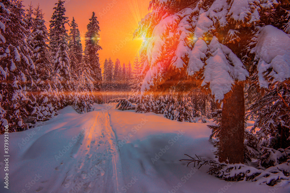 Impassable snowy winter forest road with firs