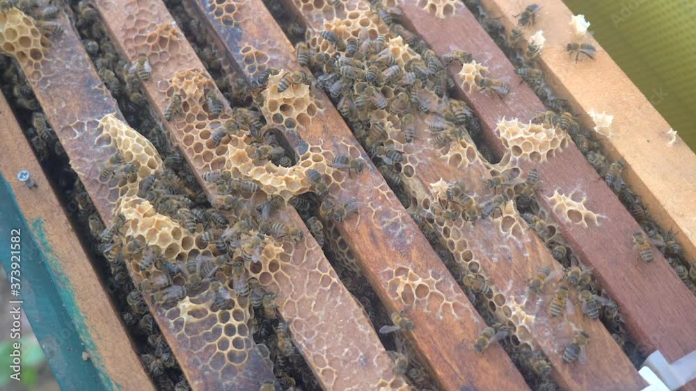 extreme close up of bees on frames inside the hive body extreme close up of bees on frames inside the hive body
