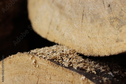 close up of a log