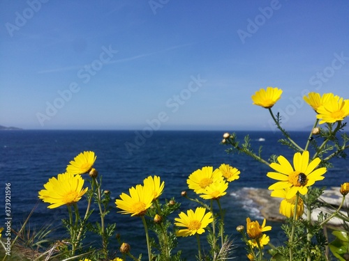 Fleur rivage