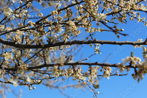 blooming cherry tree