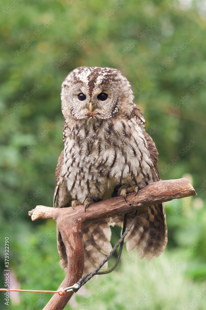 Obraz premium Little tawny owl in summer amid green grass sitting on glove