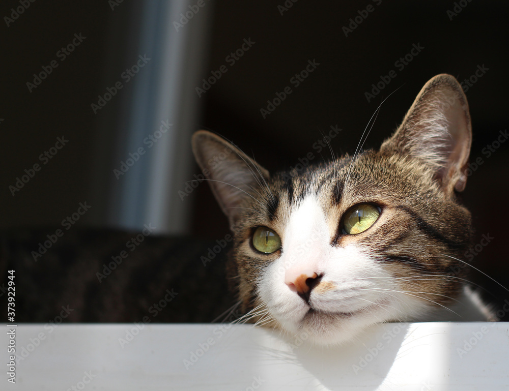 portrait of a cat portrait of a cat