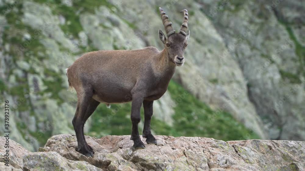 Handheld shot of a curious Alpine ibex wild goat with horns on top of a mountain in the Alps while looking around during the day.