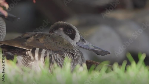 Close shot for a Pink eared duck with long bill lied down on the grass closing her eyes and looking around her during a windy day photo